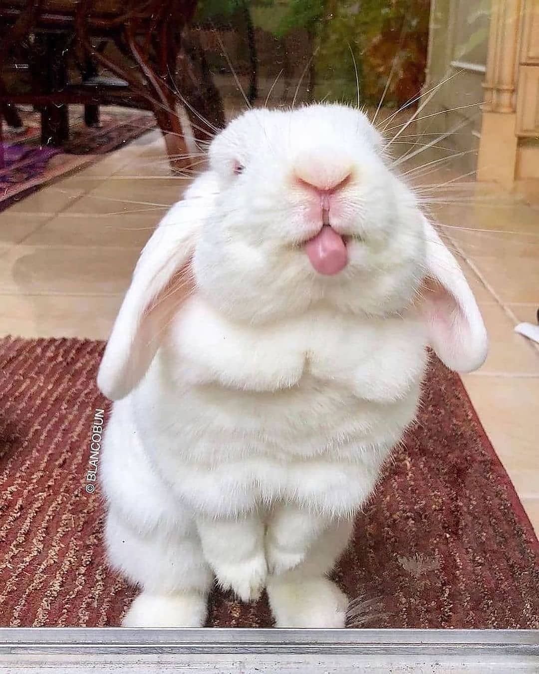 Ушастый кролик смешные