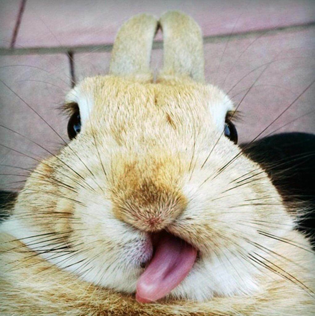 Кролик с высунутым языком