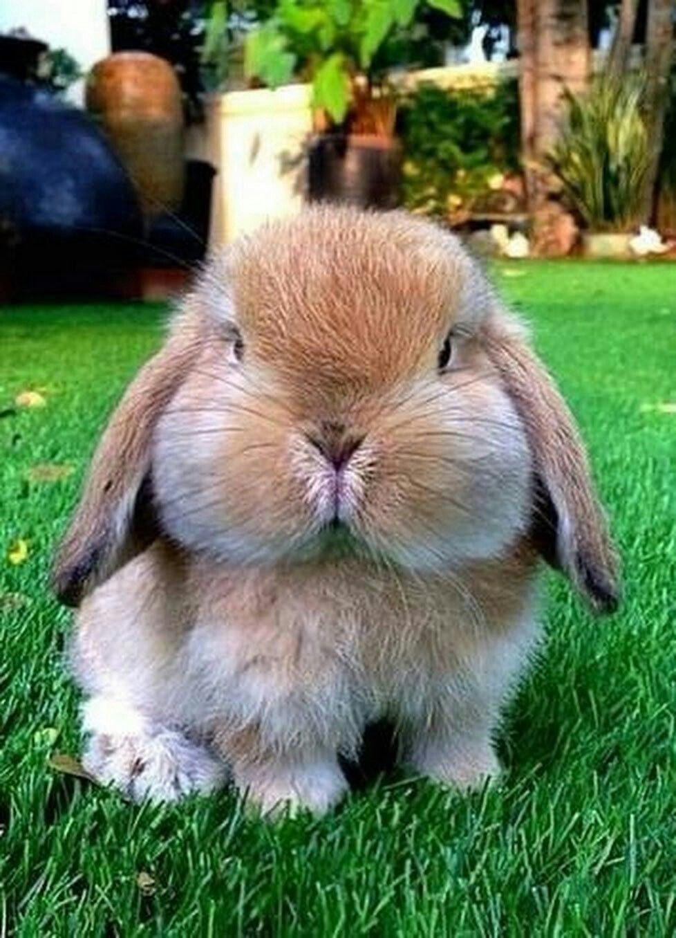 Смешные зайчики