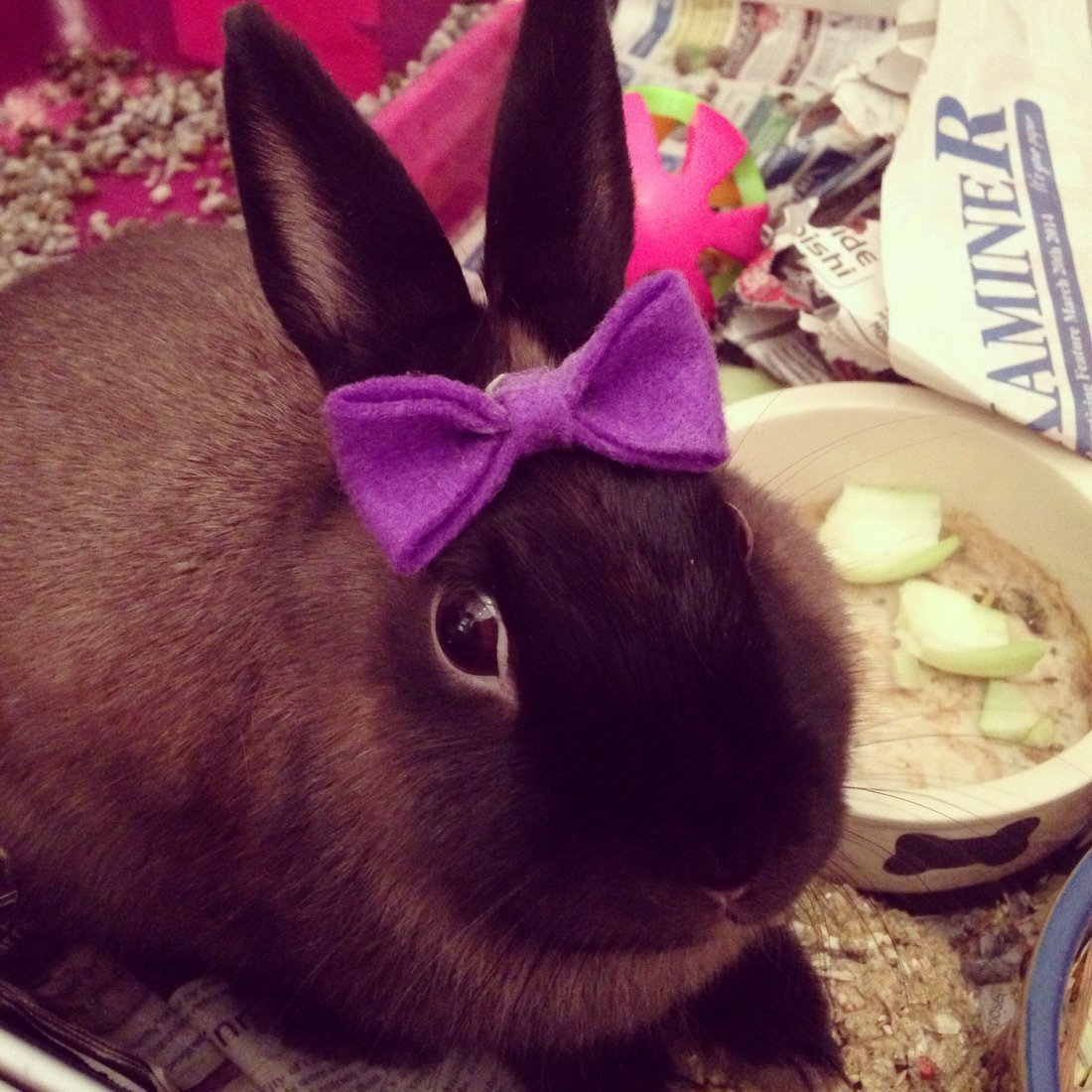 Крутой кролик