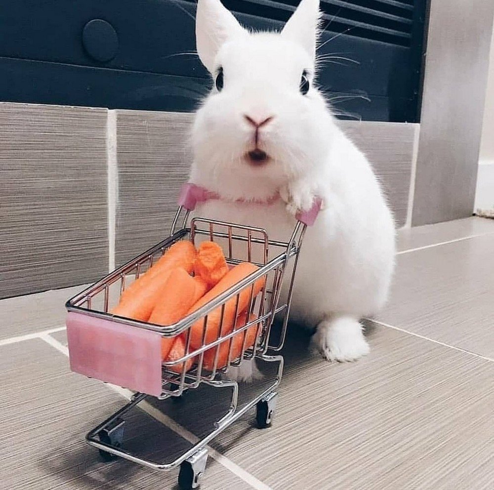 Прикольный кролик