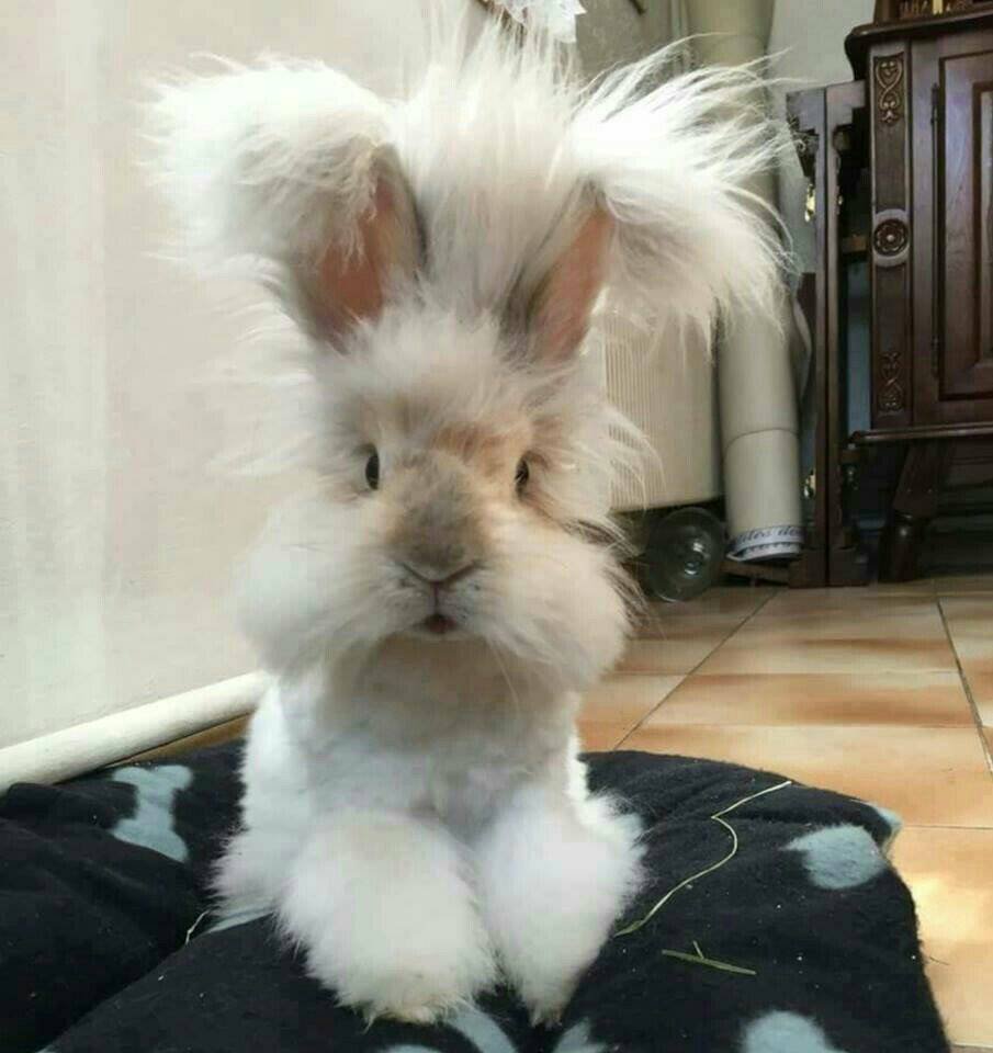 Ангорский кролик стрижка