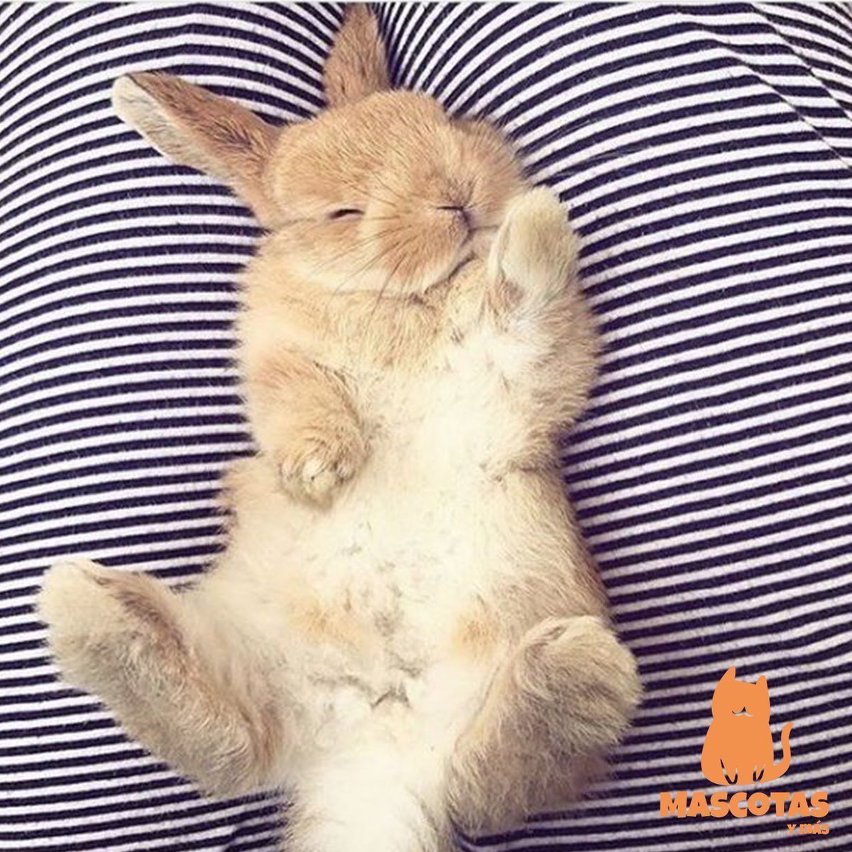 Кролик вислоухий баран коричневый