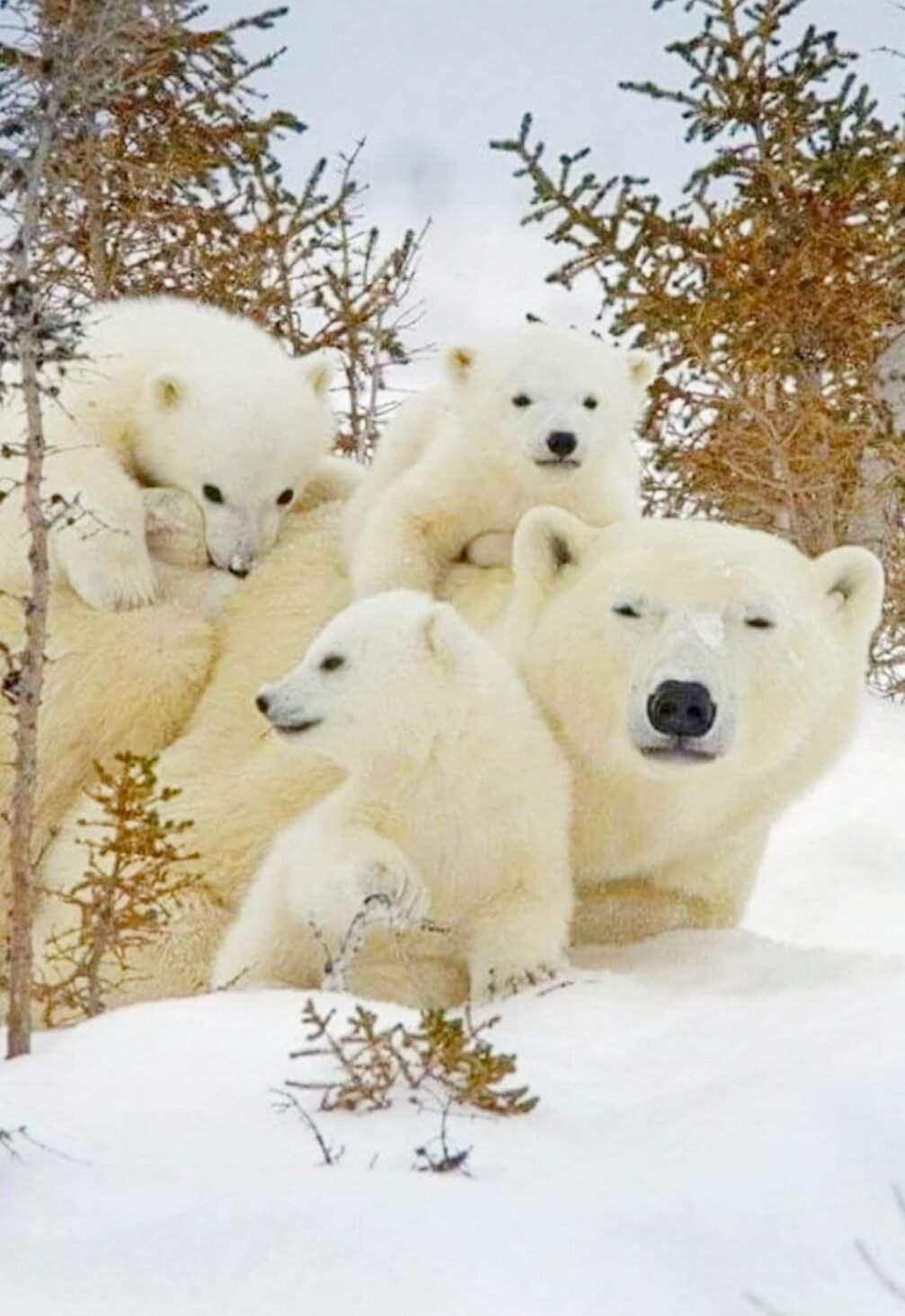 Спокойной ночи от медвежонка