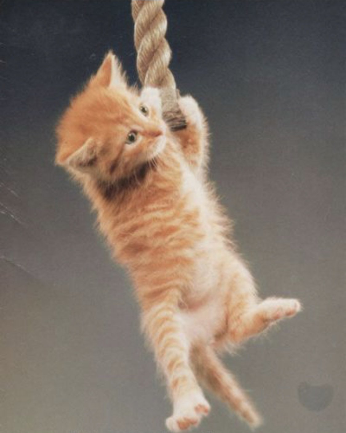 Кот на веревке