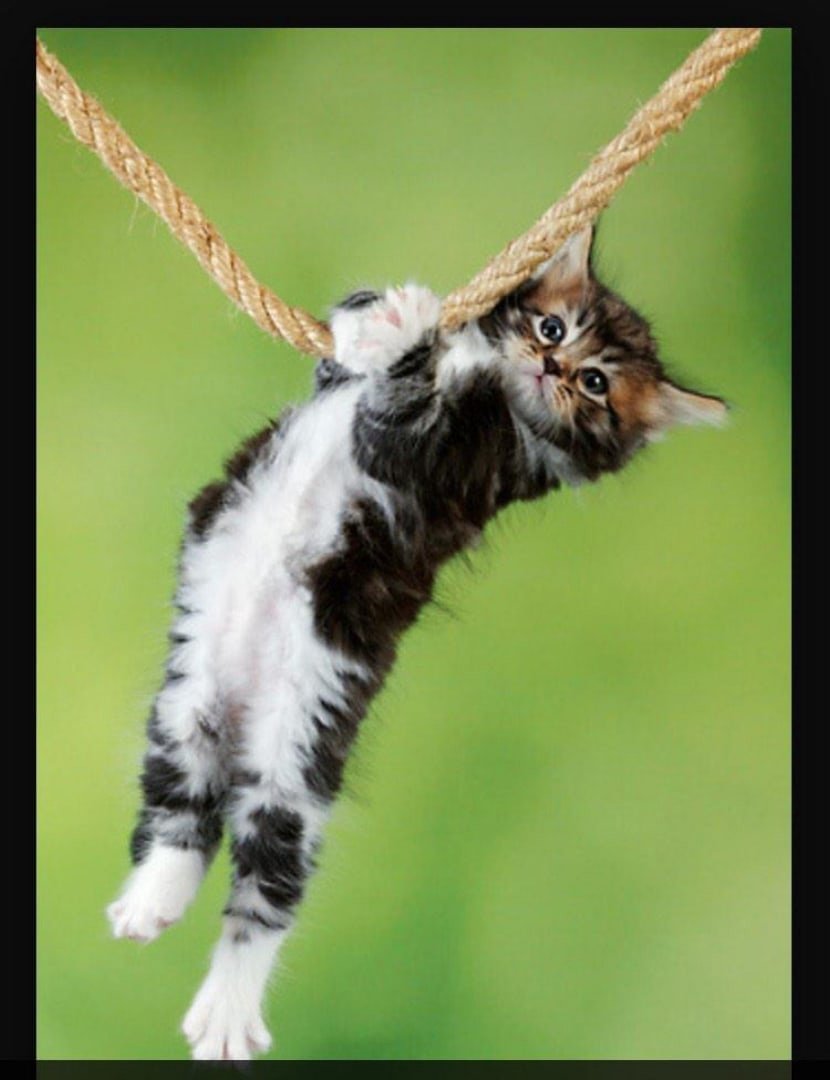 Кот держится