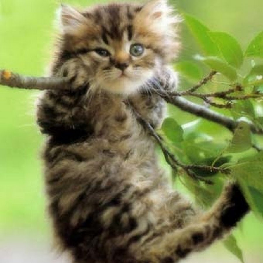 Кот висит на ветке