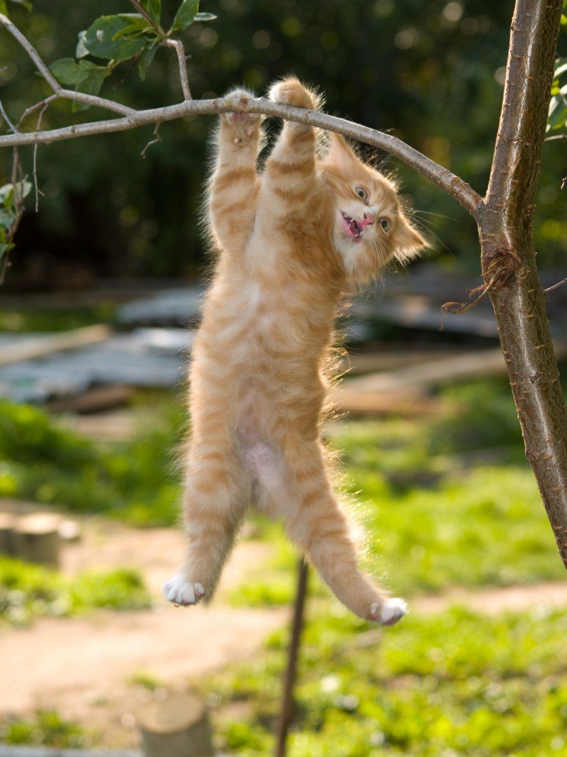 Кот висит на ветке
