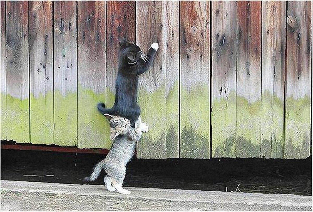 Все собаки дураки кошки