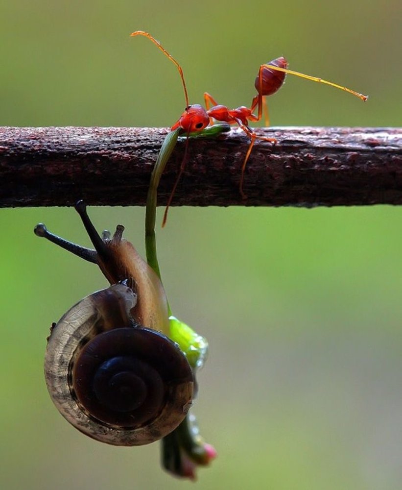 Прикольные насекомые