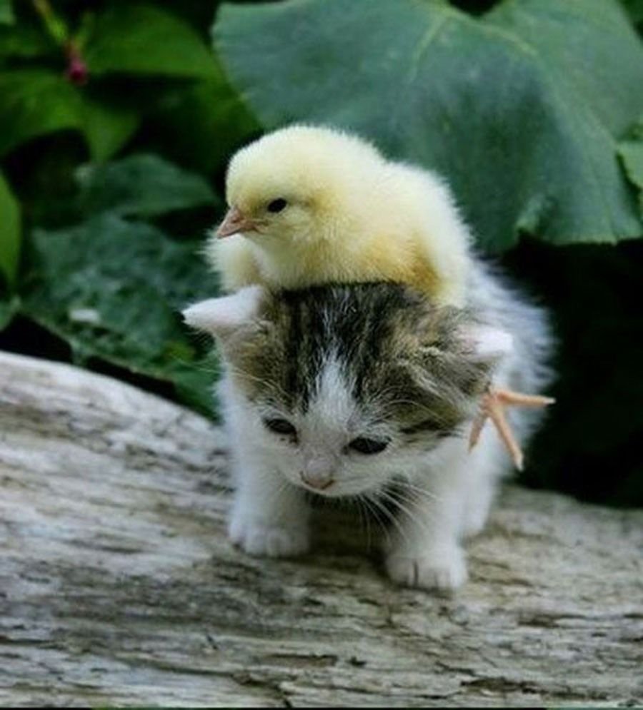 Котенок и цыпленок