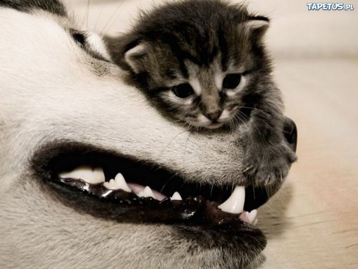 Животные мотиваторы