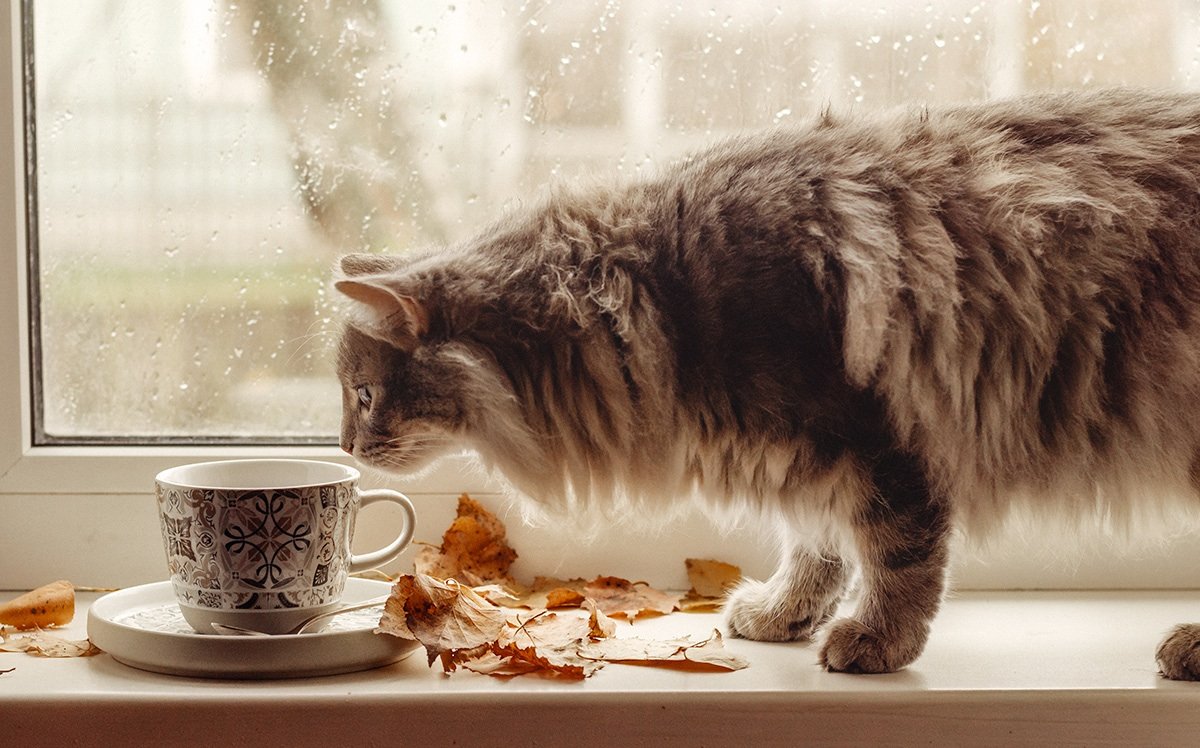 Доброе слякотное утро