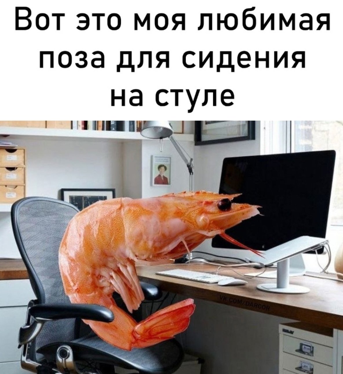 Креветка логотип