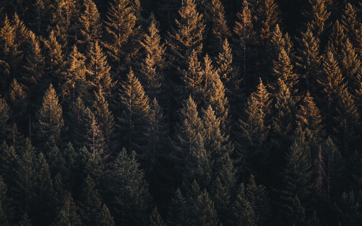 Лес Эстетика