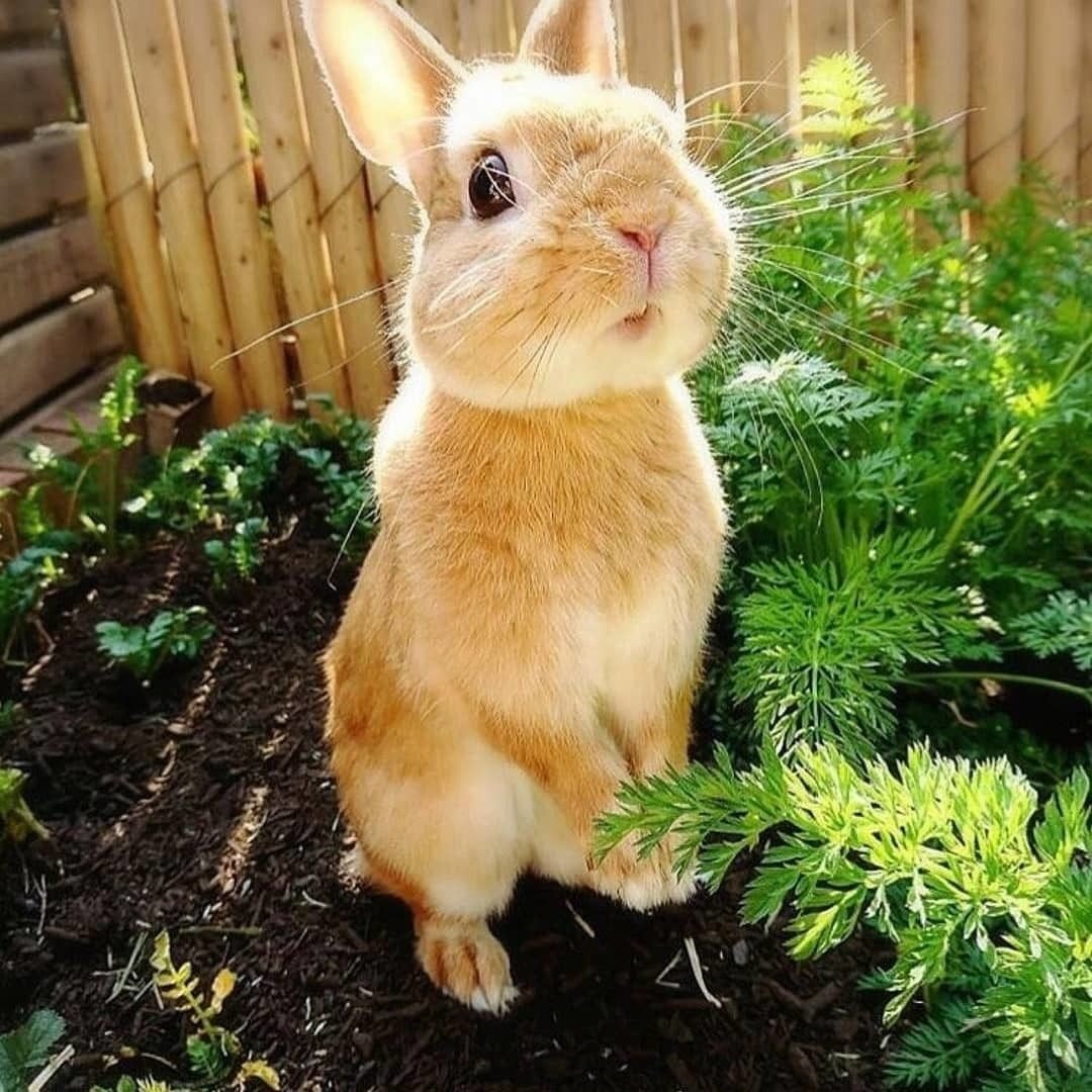 Короткошерстный карликовый кролик