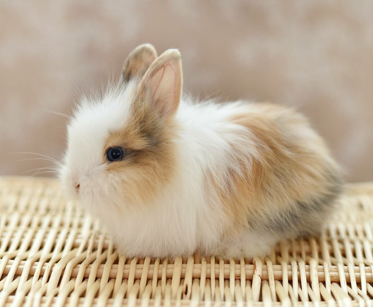 Ангорский карликовый кролик