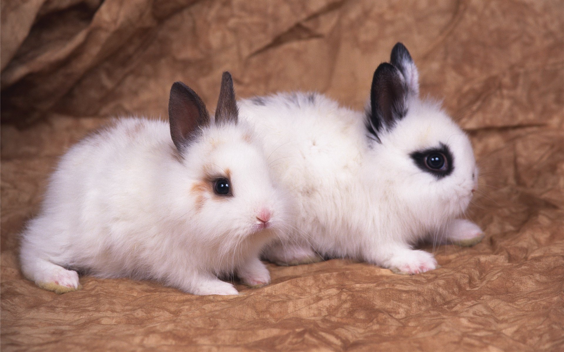 Порода маленьких кроликов. Кролики породы гермелин. Ангорский карликовый кролик. Кролик карликовый хотот малыш. Карликовый Русак декоративный кролик.