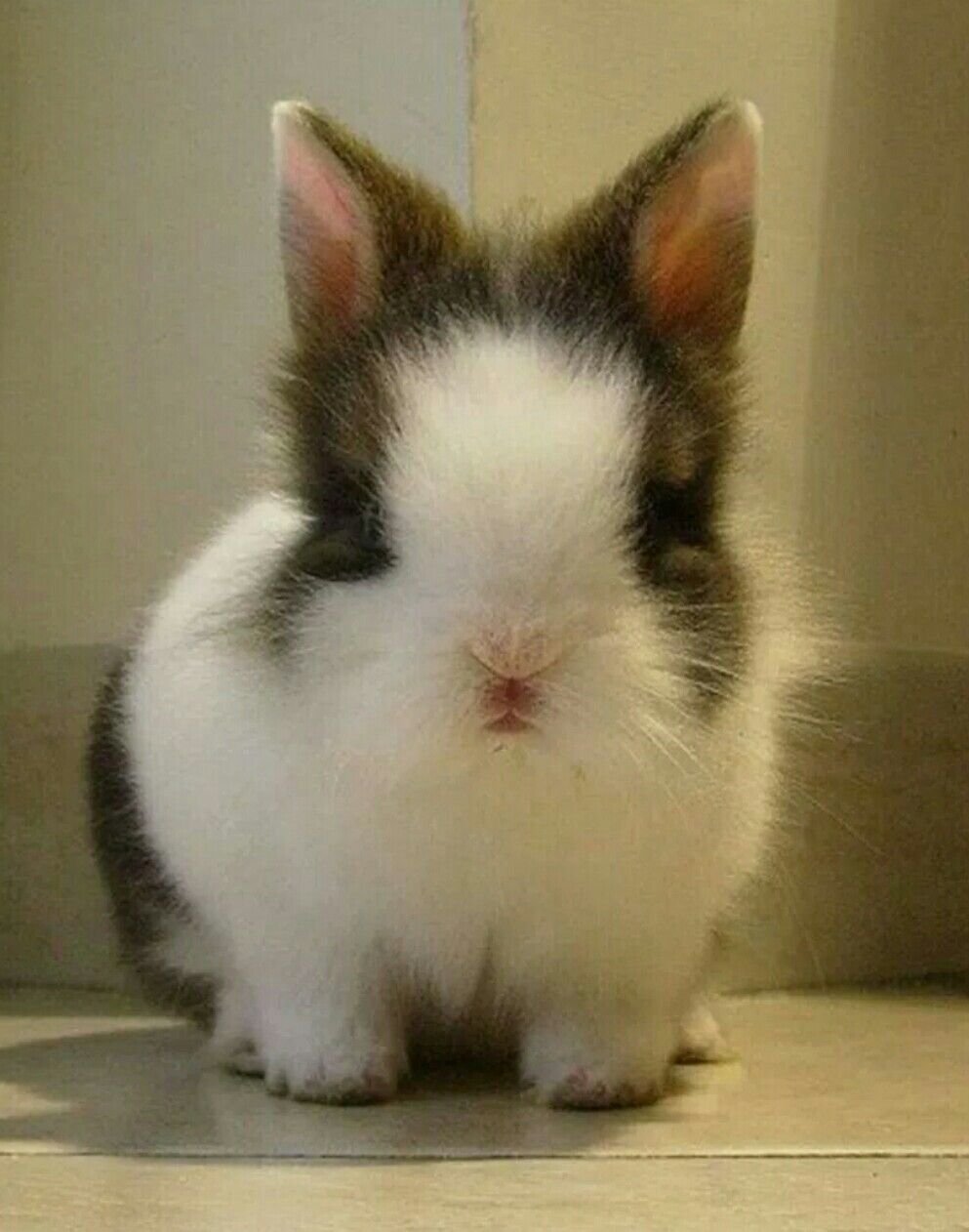 Гладкошерстный карликовый кролик Баффи