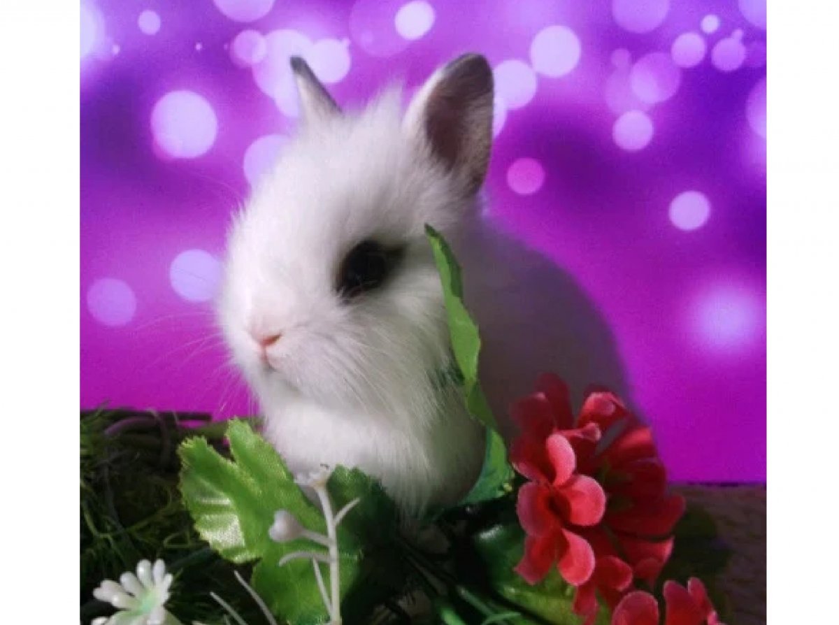 Милые крольчата