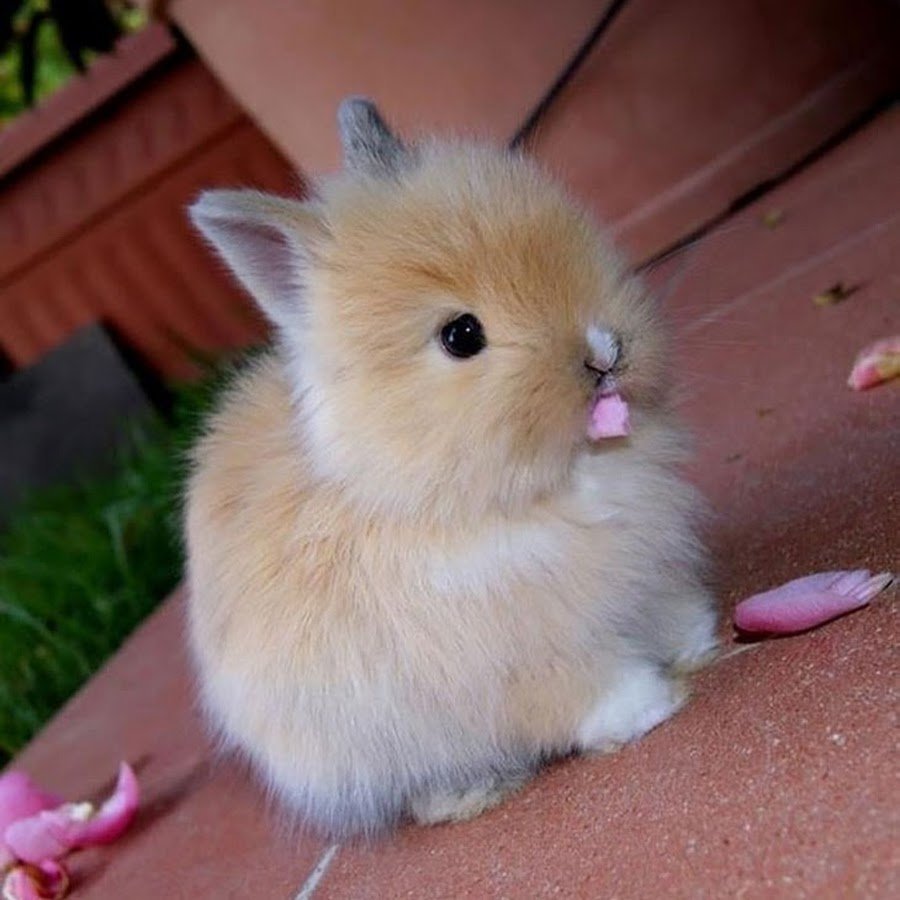 Беличий карликовый кролик