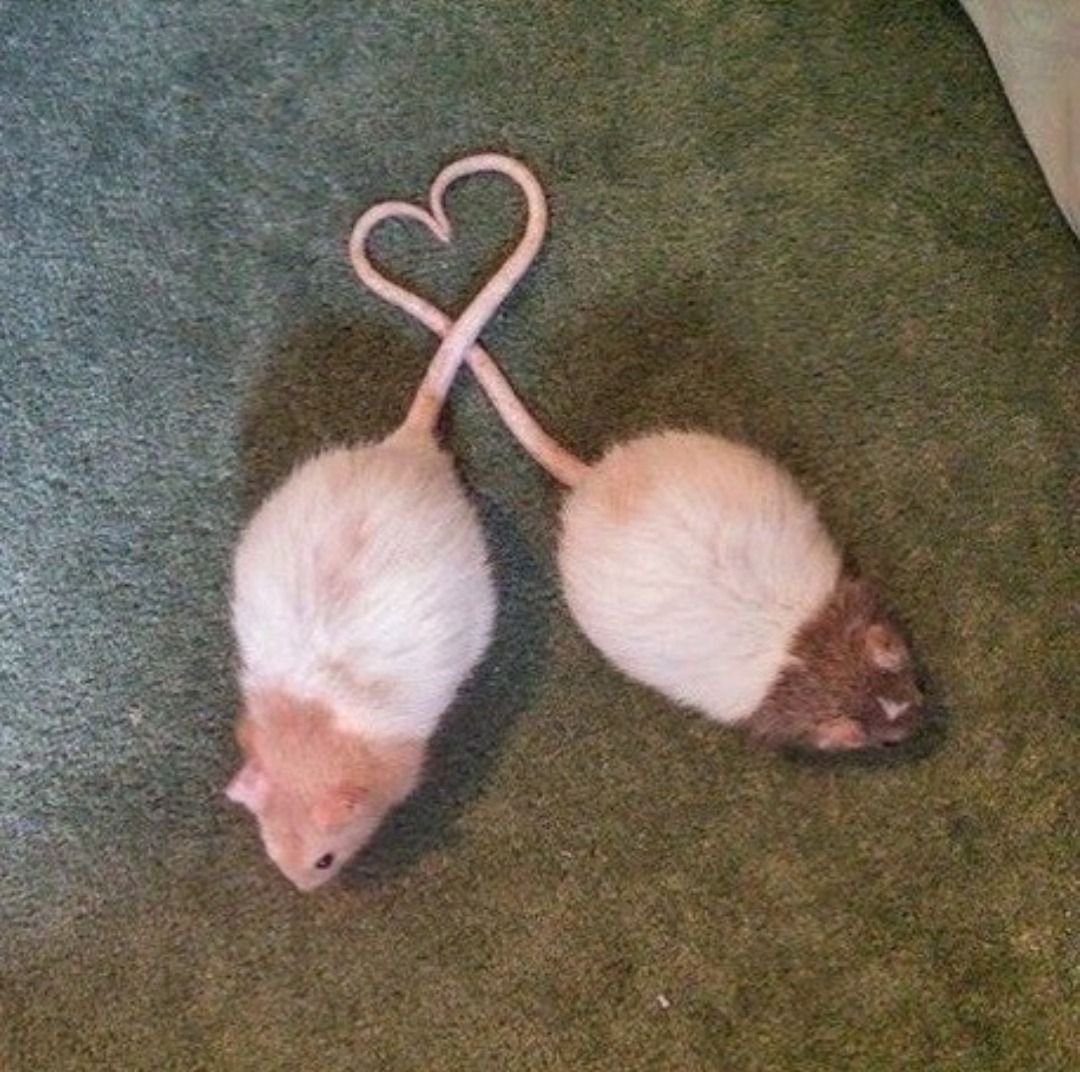 Сердечко из крыс