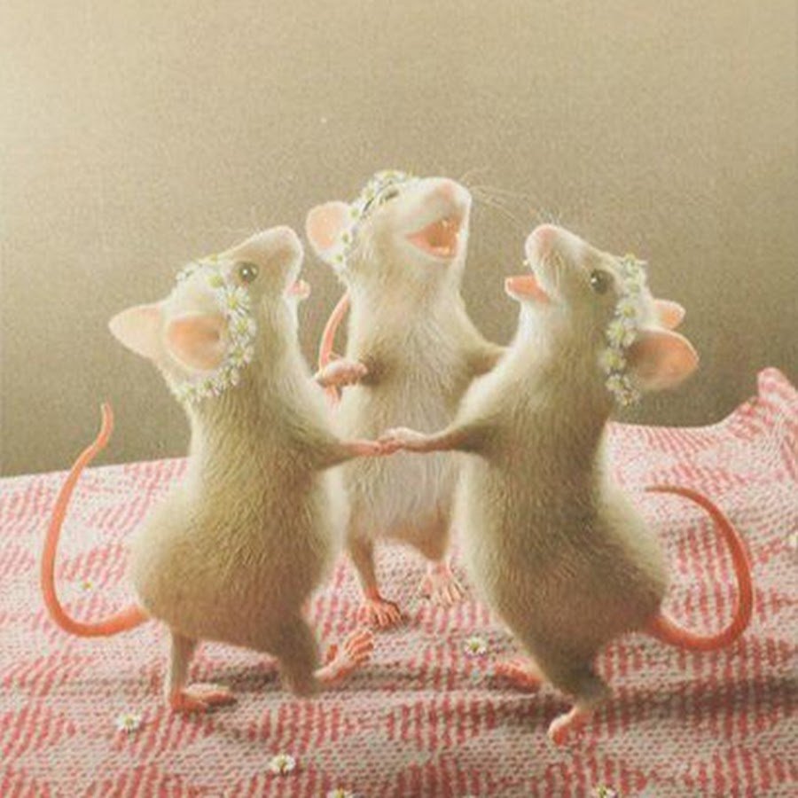 Три милые крысы