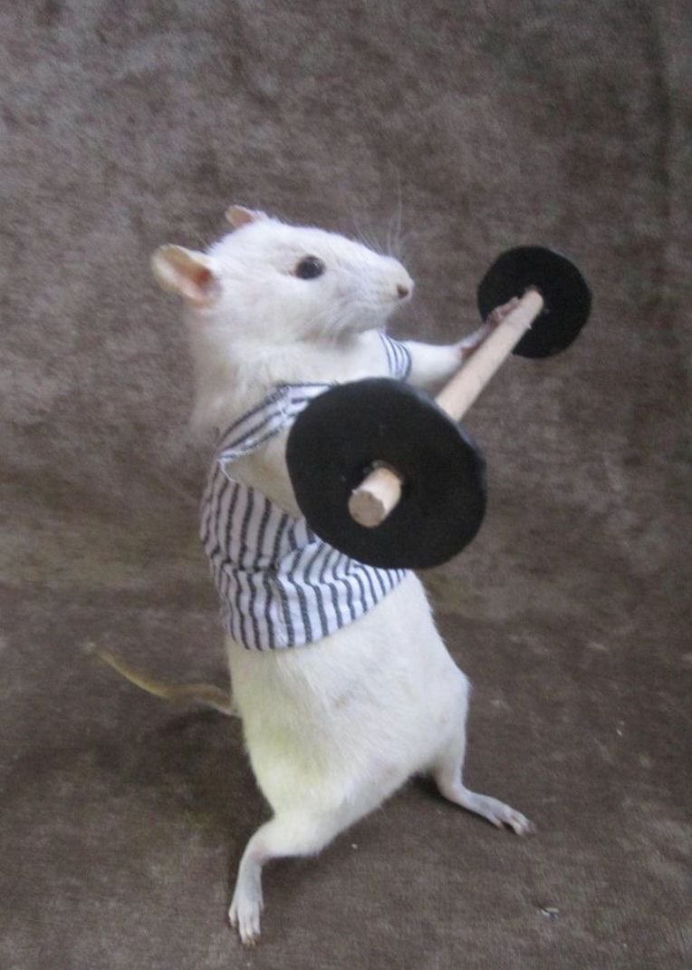 Влюбленные крыски