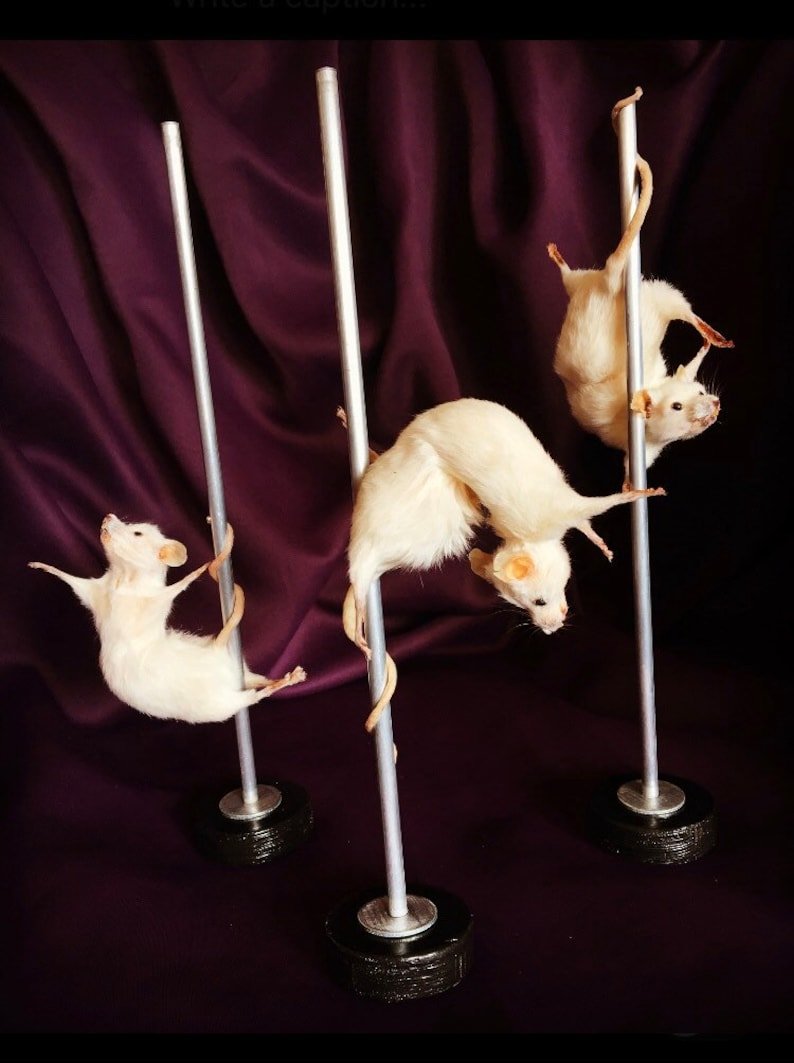 Крыса танцует на шесте