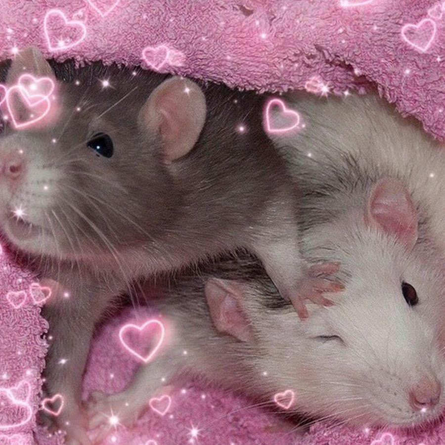 Крыски Эстетика