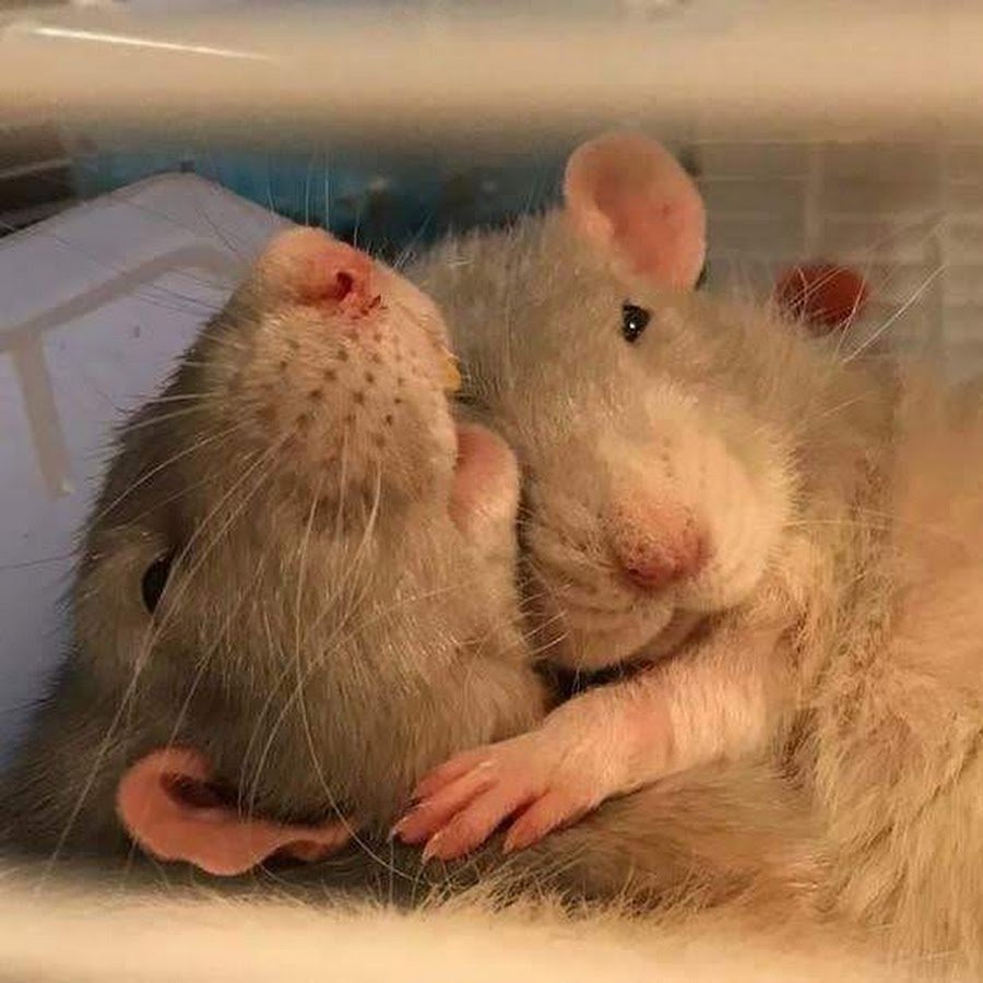 Смешные картины с крысами