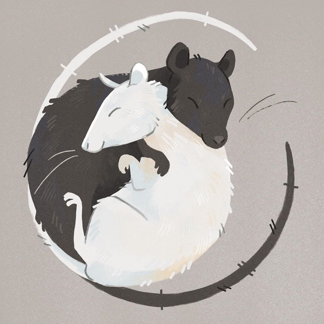 Крысы смешные картинки