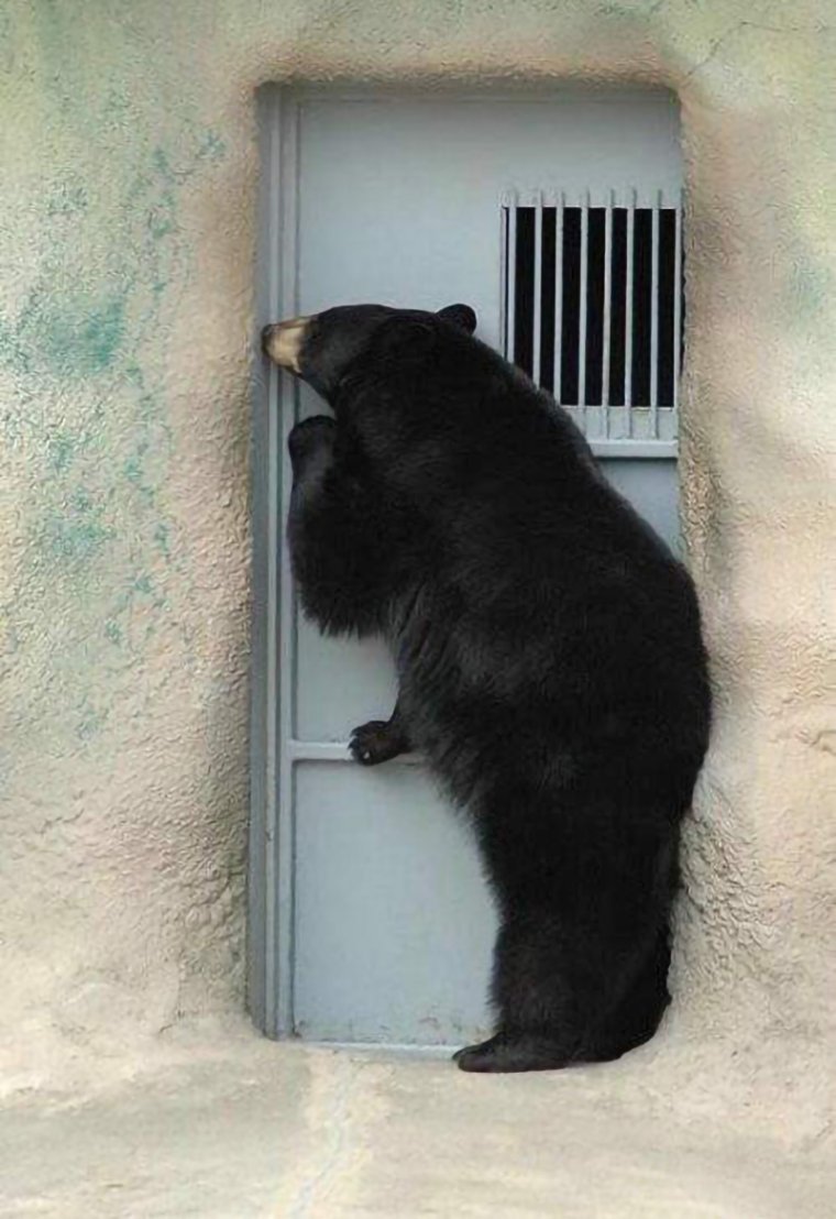 Винни пух мультфильм 1969 2 серия