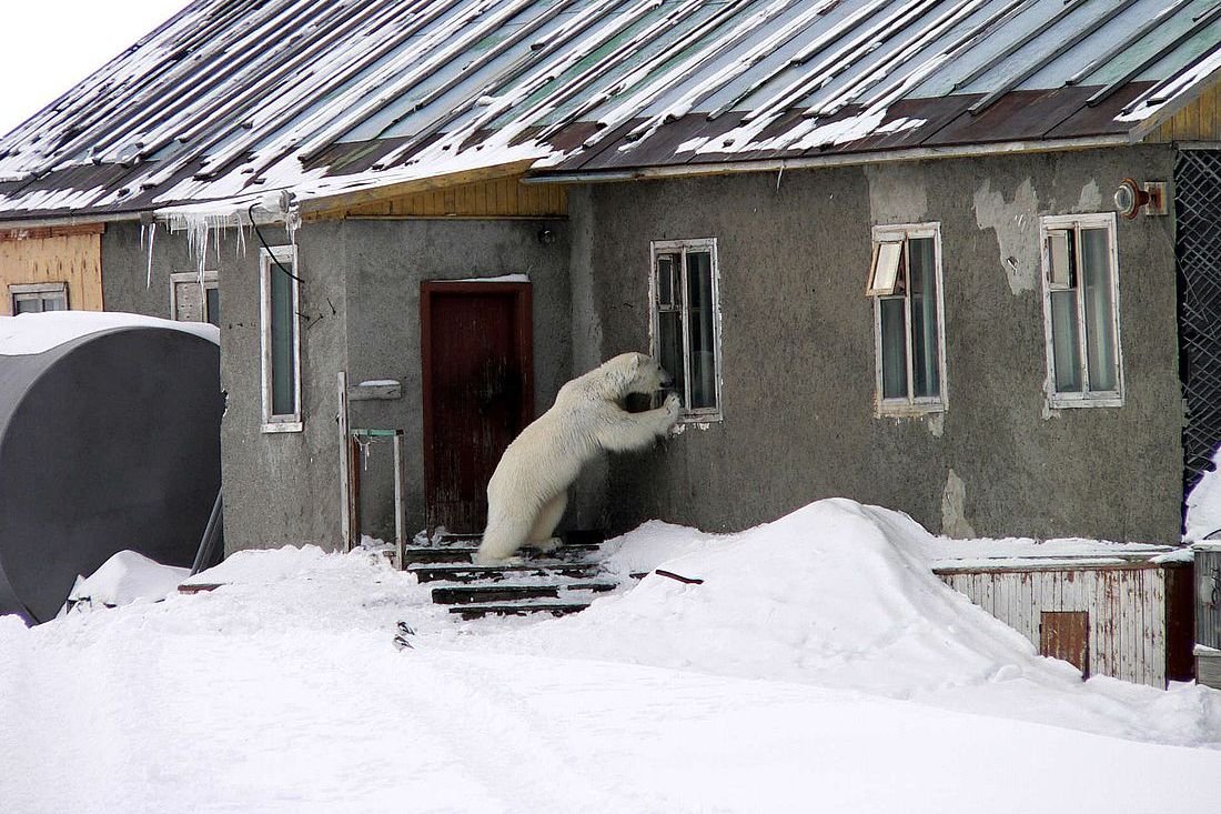 Винни пух и Сова мультфильм
