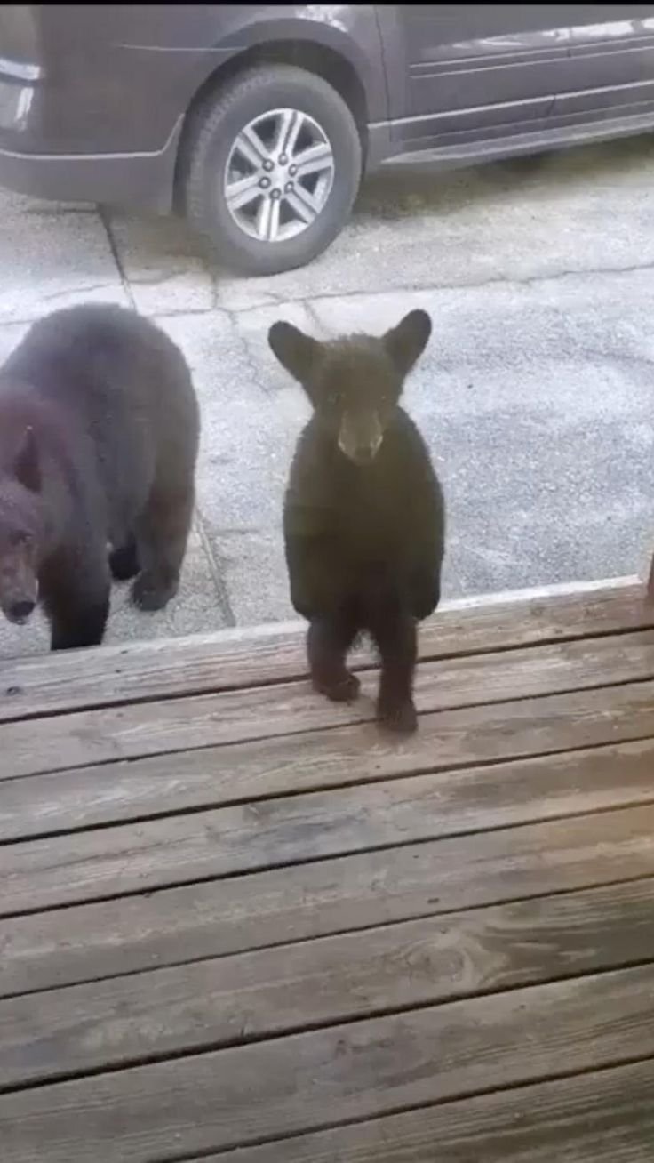 Винни пух юмор