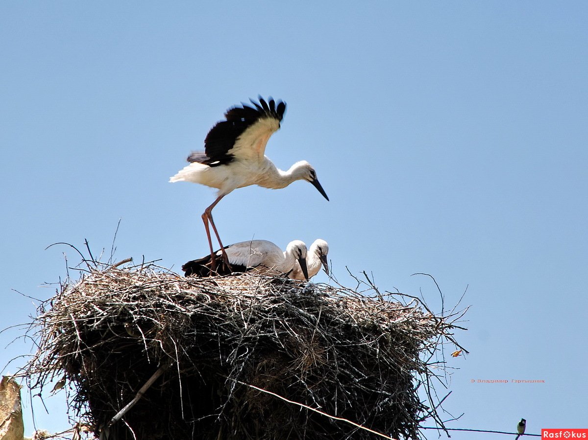 Аист подлетает к гнезду