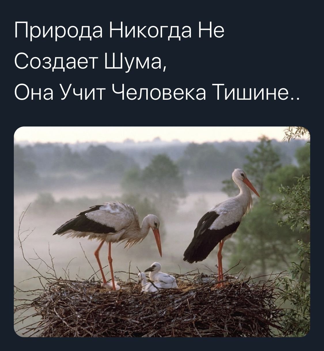 Аист с аистенком в гнезде