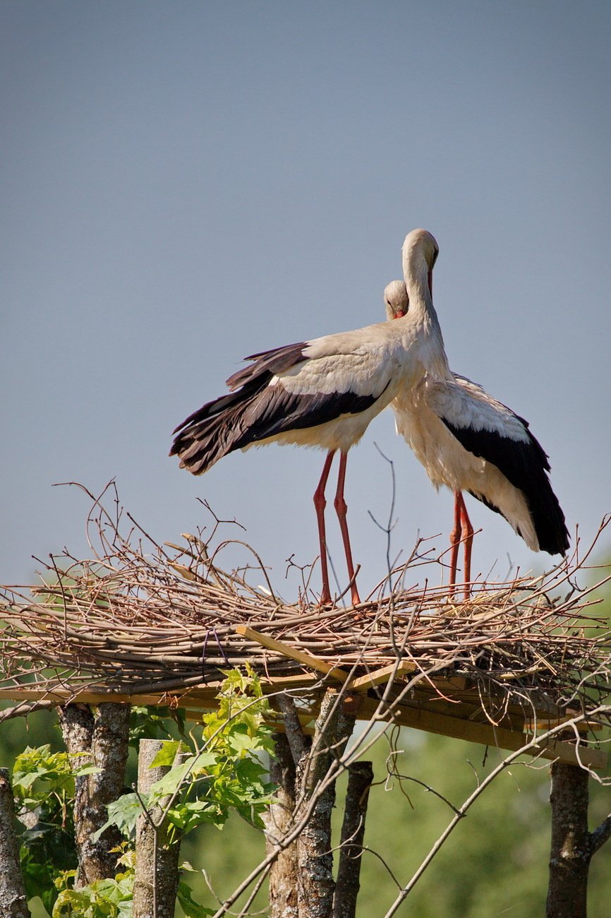Аист в природе