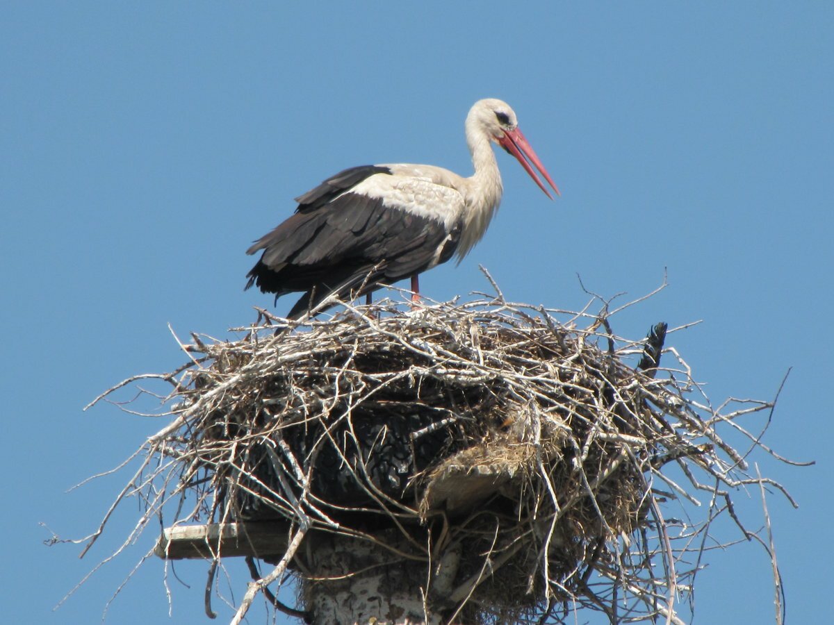 Гнездо вязет Аист