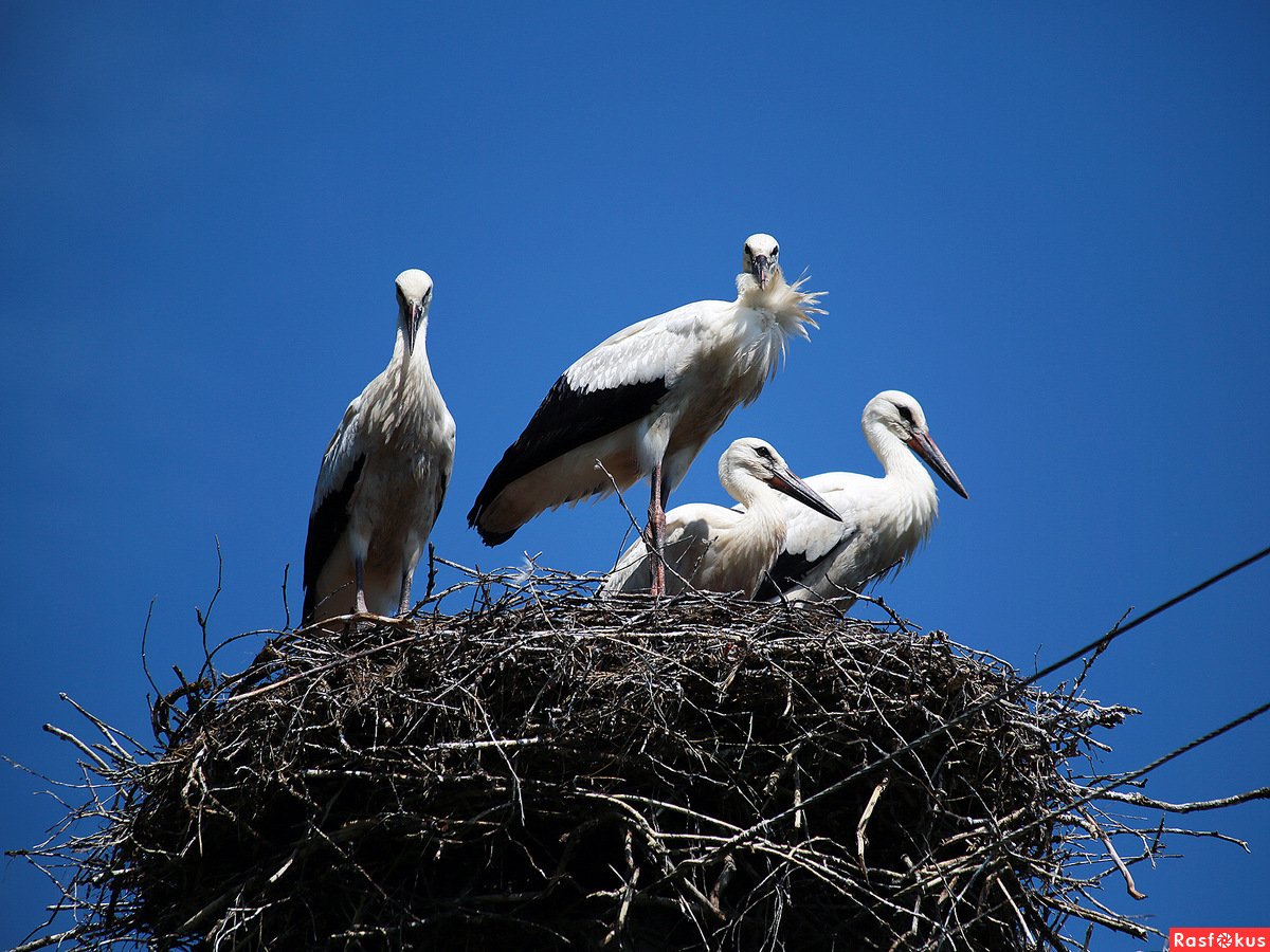 Стая аистов