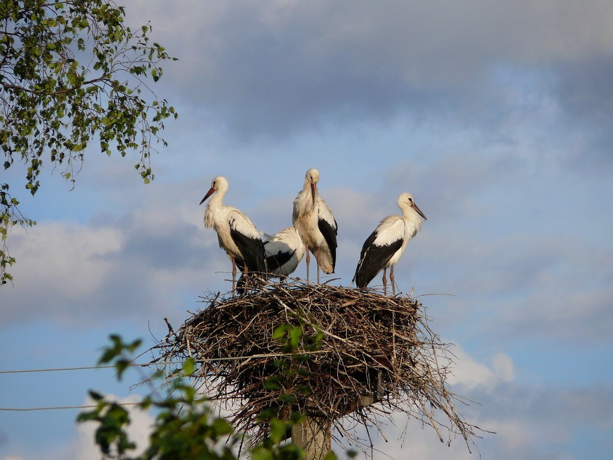 Аист журавлиной родине