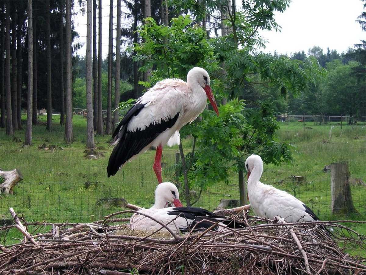 Гнездо аиста