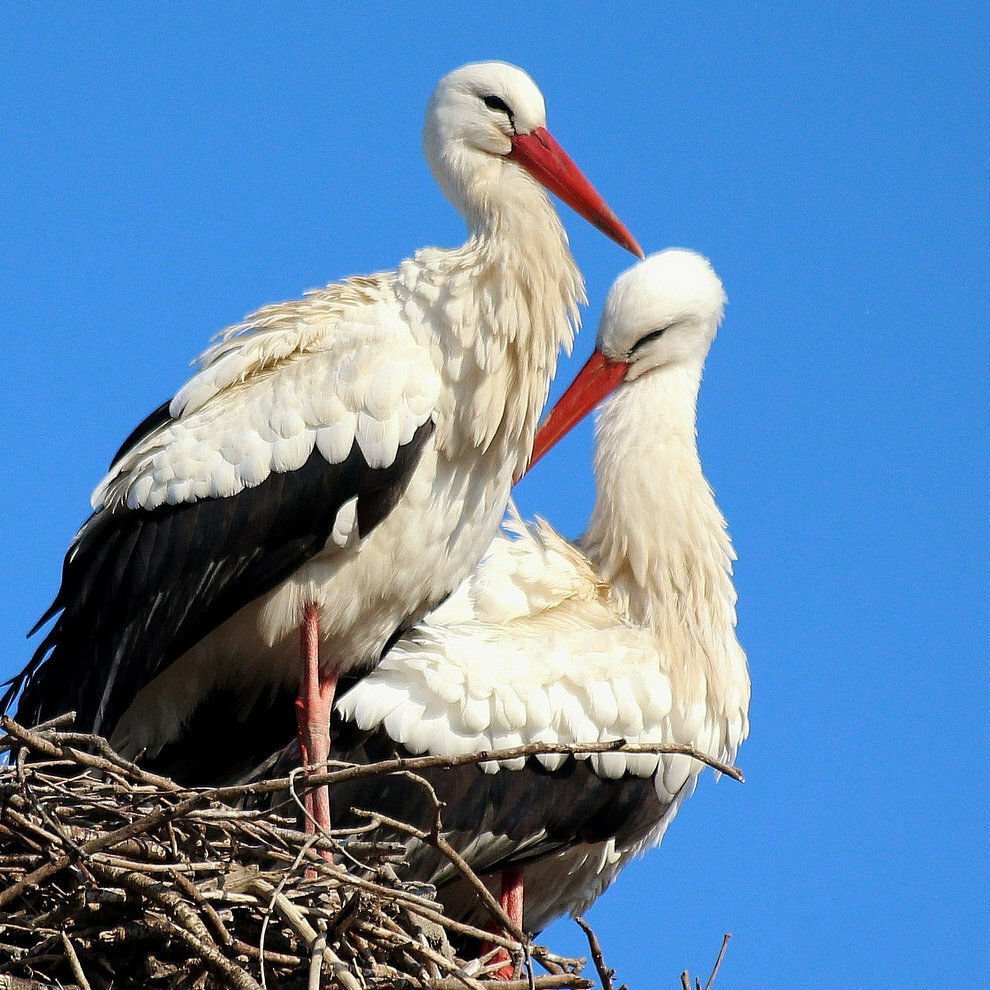 Пара аистов
