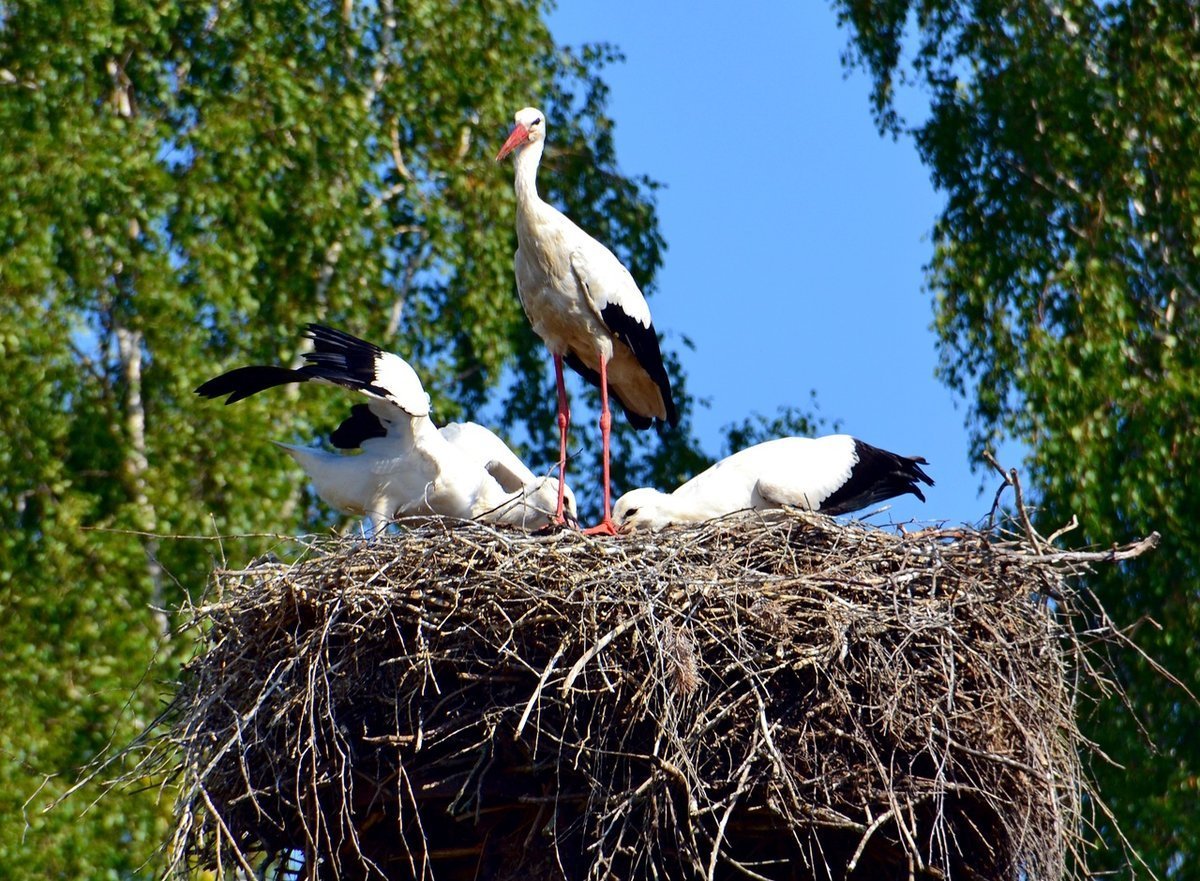 Аисты в Белоруссии