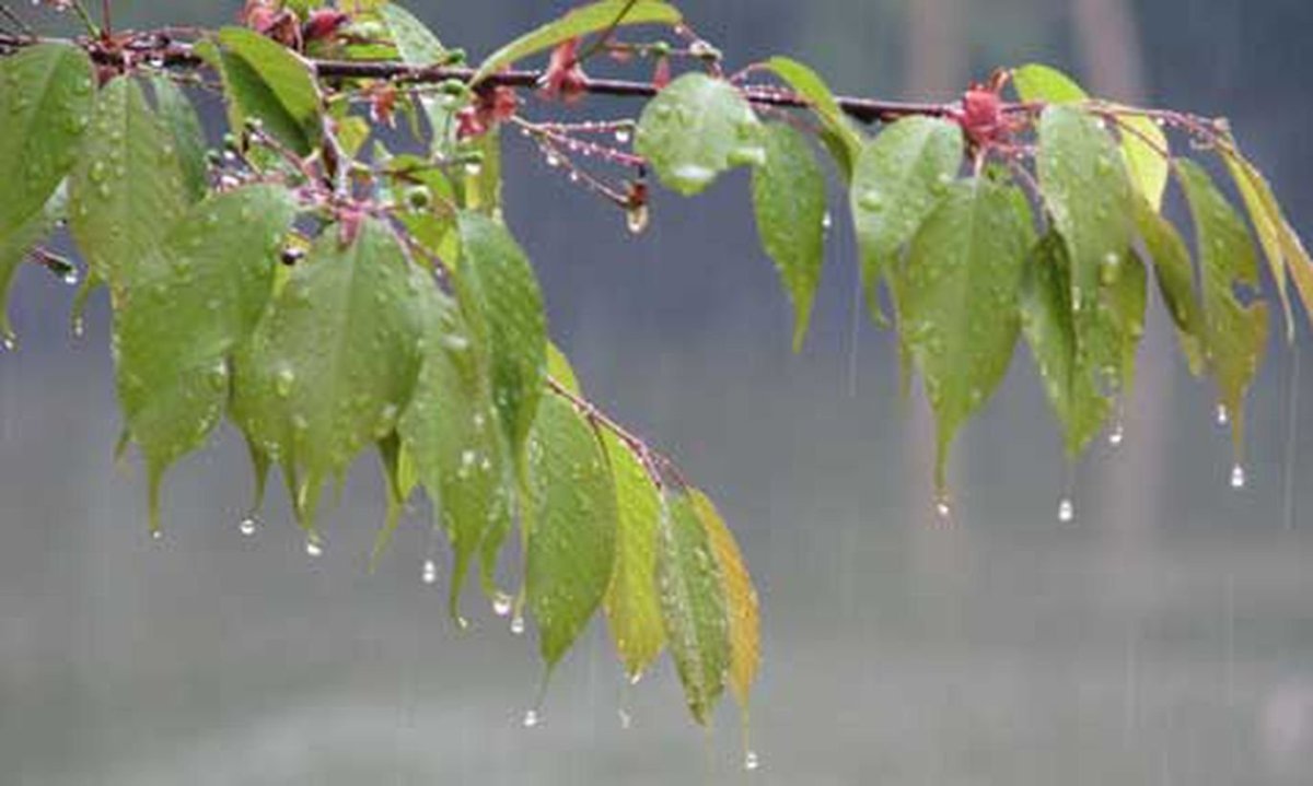 Дождь весной