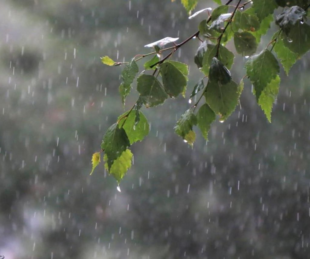 Весенний дождь. 1958.