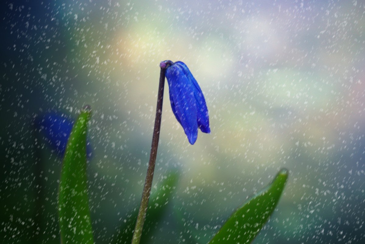 Весенние цветы под дождем