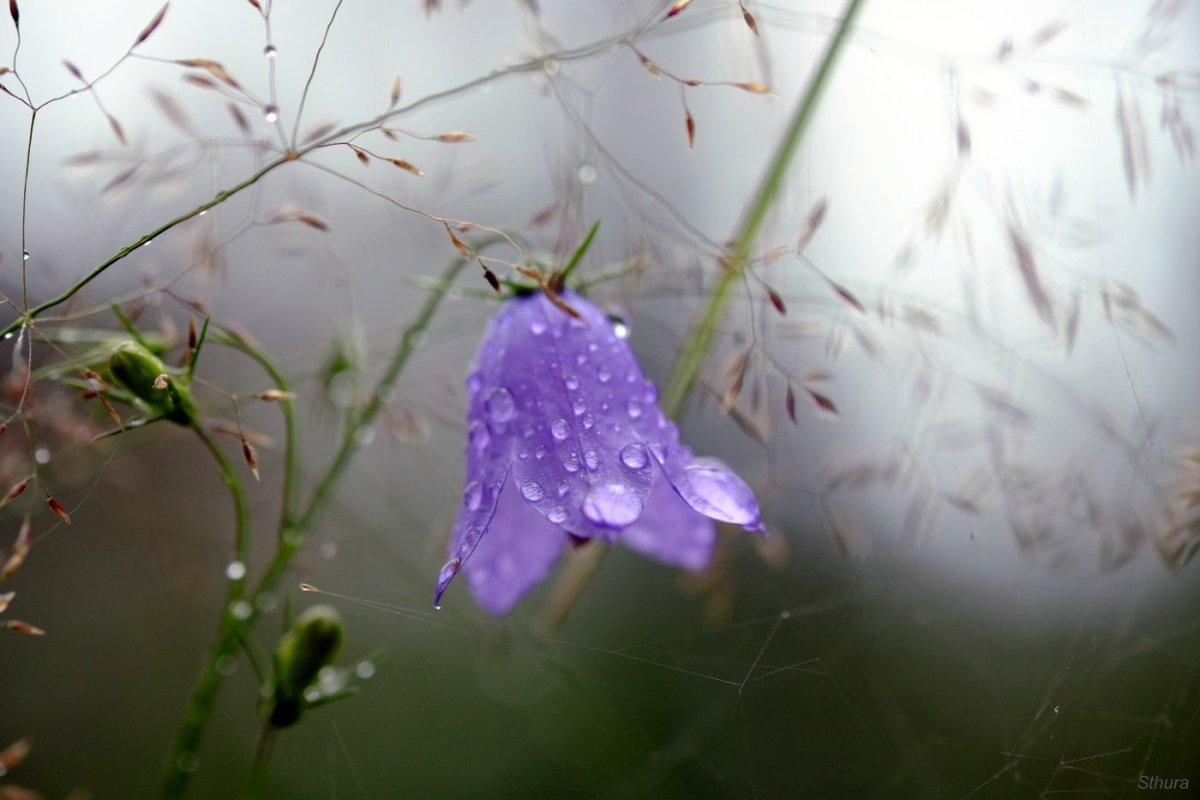 Девочка под зонтиком