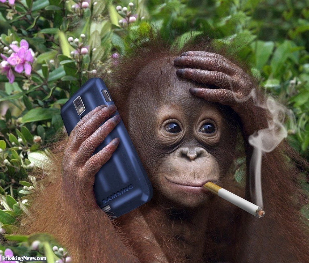 Обезьяна с мобильником