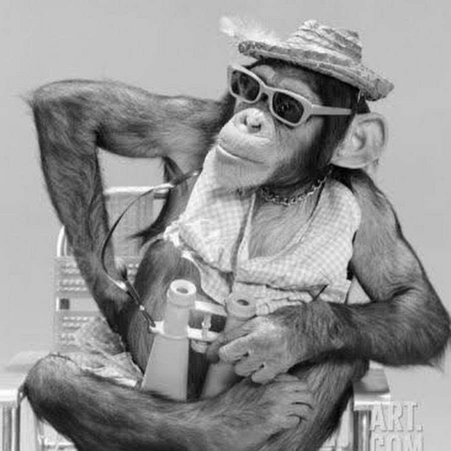 Обезьяна в очках